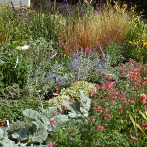 SBBG Fall Plant Sale, 1996