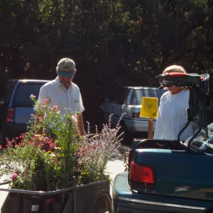 SBBG Fall Plant Sale, 1996