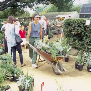 Fall Plant Sale, 2000