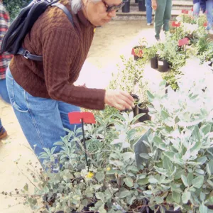 Fall Plant Sale, 2000