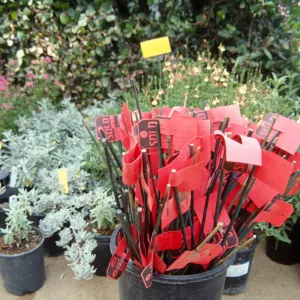Fall Plant Sale, 2000