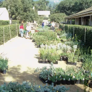 Fall Plant Sale, 2000
