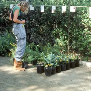 Fall Plant Sale, 1985