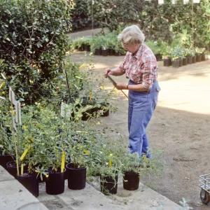 Fall Plant Sale, 1985