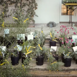 Fall Plant Sale, 1985