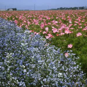 Lompoc flower fields
