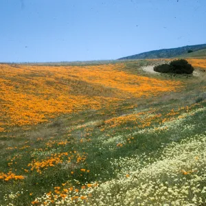 Antelope Valley, Wildflowers