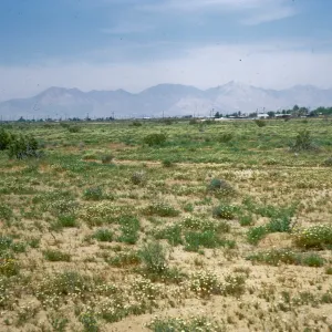 Mojave Desert