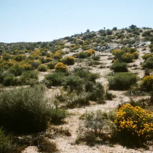 Mojave Desert, Senecio douglasii