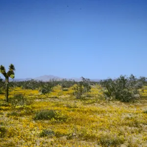 Mojave Desert, wildflowers, Joshua tree