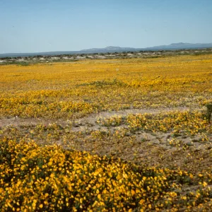 Coreopsis calliopsidea