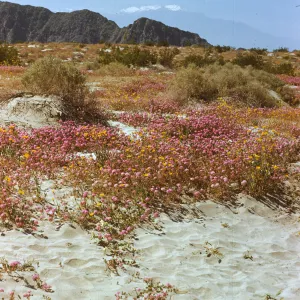 San Jacinto; desert verbena and geraea