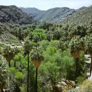 Palm Canyon from Trading Post