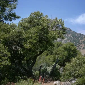 Sespe, oaks near creek