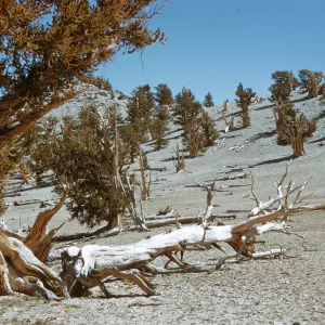 White Mountains, Bristlecone pine