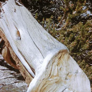 White Mountains, Bristlecone pine
