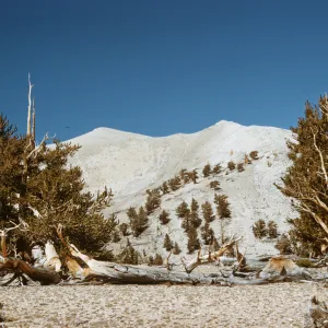 White Mountains, Bristlecone pines