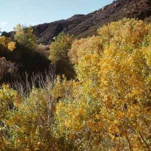 Sespe Creek cottonwoods