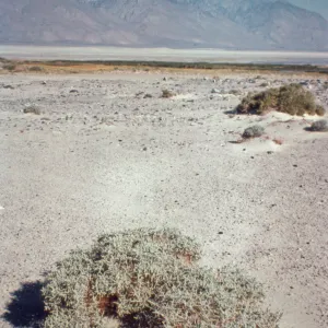 Atriplex parryi, Parry saltbush, Mojave Desert, Owens Valley