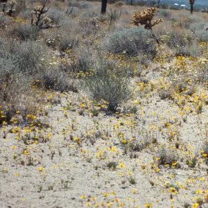 Custer Road, Lucerne Valley, Mojave Desert, Coreopsis