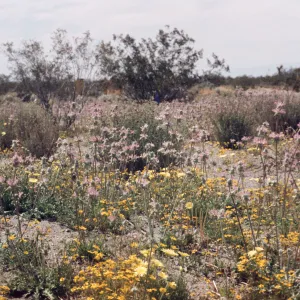 Thistle sage, salvia carduacea, Victorville-Palmdale Road