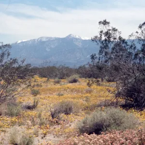 Mt Baldy, Mojave verbena, Abronia pogonantha