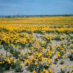 Coreopsis, Mojave Desert