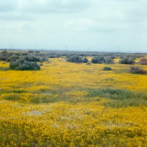 Mojave Desert