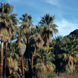 Palm Canyon