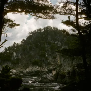 Monterey Pine forest, Pt Lobos, Monterey