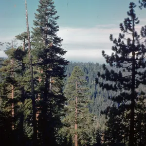 Big Tree, Mariposa Grove