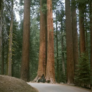 Mariposa Grove, Sequoia, Sugar Pine and Yellow Pine