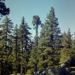 Sugar Pine and Yellow Pine