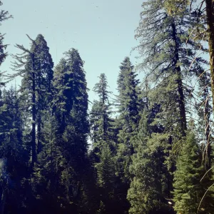 Sugar Pine, Stanislaus Grove