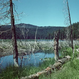 Willow Lake, Drakesbad, Lassen National Park