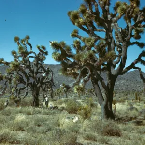 Yucca brevifolia, Joshua Tree