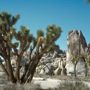 Upright Rock, Yucca brevifolia, Joshua Tree, Joshua Tree National Monument