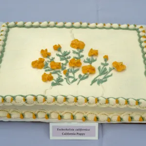 Poppy cake, SBBG Members Day Picnic, 1988