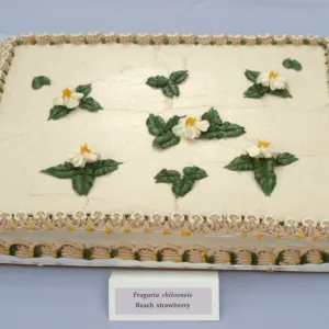 Fragaria cake, SBBG Members Day Picnic, 1988