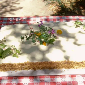 SBBG Members Day Picnic, 1997, the cake