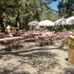 SBBG Members Day Picnic, 1994, tables set up under the Meadow Oaks