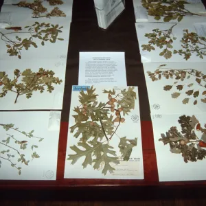 Oak herbarium sheets