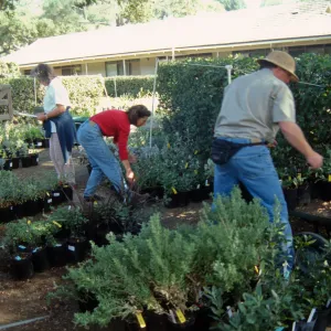 Plant Sale
