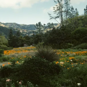 Artist in Garden