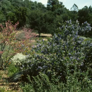 Artist in Garden