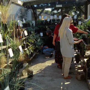 Fall Plant Sale
