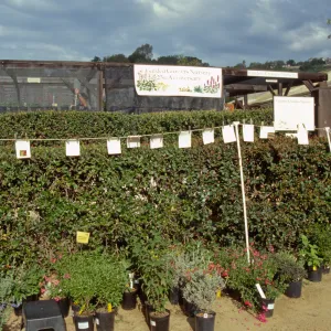 Spring Plant Sale 1999