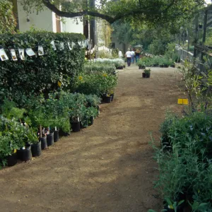 Fall Plant Sale Presale