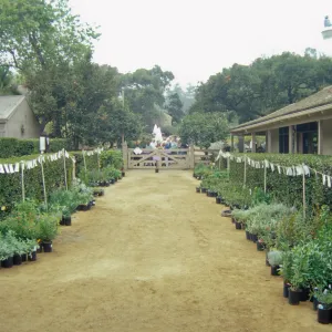 Fall Plant Sale