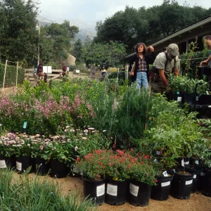 Fall Plant Sale